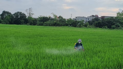 Thái Bình tập trung phòng, trừ sâu bệnh hại lúa xuân
