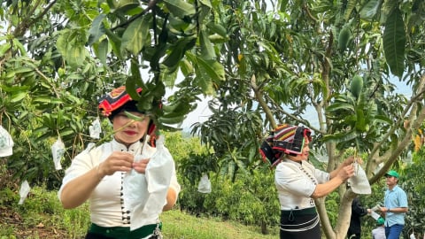 Hành trình từ đất dốc đến những mùa quả ngọt: [Bài 1] Khởi đầu từ những mắt ghép nhỏ