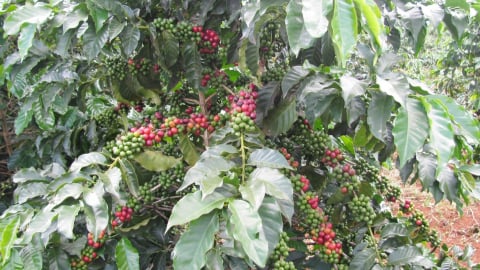 ‘Cha đẻ’ của những giống cà phê chủ lực