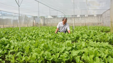 Long An có gần 64 nghìn ha lúa ứng dụng công nghệ cao