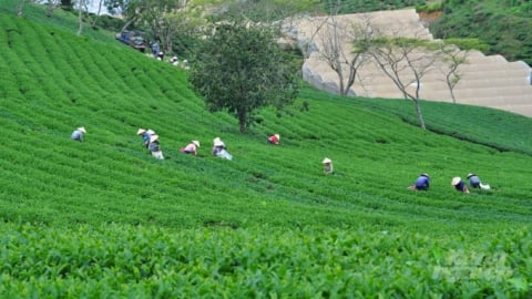 Khoa học công nghệ - chìa khóa mở con đường mới cho ngành chè