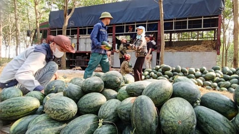 Dưa hấu mất mùa, rớt giá, nông dân lỗ nặng