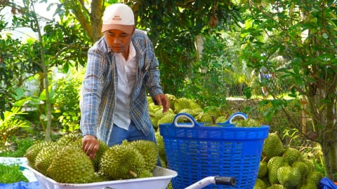 Giá sầu riêng giảm sâu nhưng nhà vườn vẫn có lãi tốt