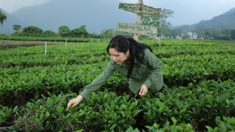 Hiện thực ước mơ xây dựng vùng chè sạch, hữu cơ
