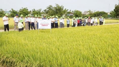 Giống lúa TBR97 năng suất 76 tạ/ha tại Huế