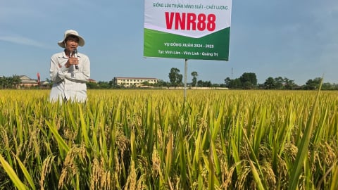 ‘Bông hậu’ VNR88 trên cánh đồng lúa đông xuân