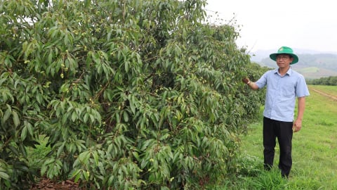 Vải không hạt bén rễ xứ Thanh