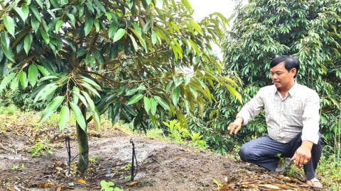 'Ông vua sầu riêng' vùng biên