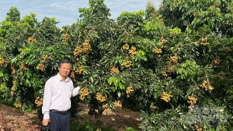 Sơn La bội thu nhãn chín sớm