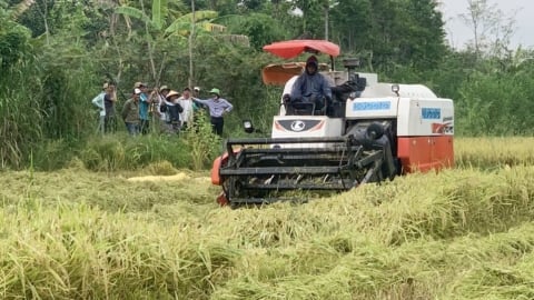 Nông dân than lúa xuân rơi vãi trên đồng ruộng do máy gặt gặp sự cố