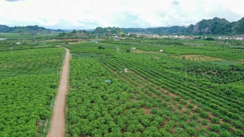 Hiến kế phát triển bền vững cây ăn quả Sơn La