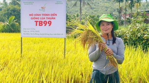 Giống lúa TBR225 và TB99 năng suất 8,8 - 9 tấn/ha tại Đắk Lắk