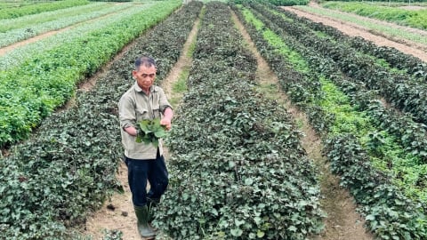 Trồng rau gia vị, tiền thu đều đều