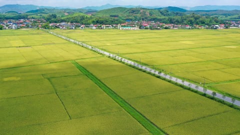Giống lúa của Vinaseed những điểm sáng vụ đông xuân ở Nghệ An