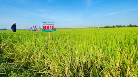 Bộ giống lúa của Vinaseed thích hợp sản xuất cả 2 vụ trong năm