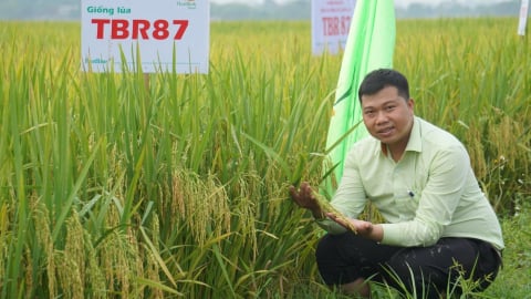 Mùa vàng ở vùng chuyên canh giống lúa chất lượng cao