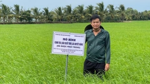 'Hồi sinh' giống lúa mùa đặc sản quý hiếm
