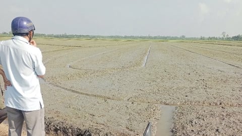 Trà  Vinh: 43 xã tham gia canh tác lúa chất lượng cao, phát thải thấp