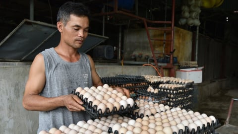 Mỗi ngày thủ phủ trứng Liên Châu mất tiền tỷ vì tin đồn 'trứng giả'