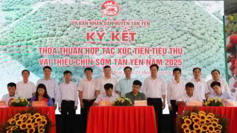 Kết nối, xúc tiến tiêu thụ vải thiều chín sớm Tân Yên