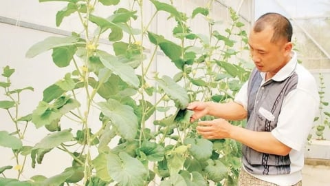 Điện Biên: Ứng dụng khoa học kỹ thuật giúp nông dân đổi mới sản xuất