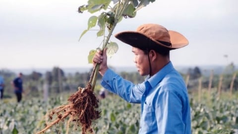 Triển vọng phát triển 3.000ha cây gai xanh tại Quảng Trị