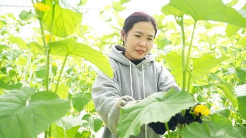 Đơn vị duy nhất đạt tiêu chuẩn GlobalGAP ở Đắk Nông
