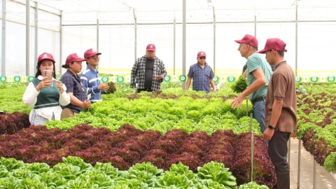 Rijk Zwaan Việt Nam giới thiệu nhiều giống cây trồng mới độc đáo