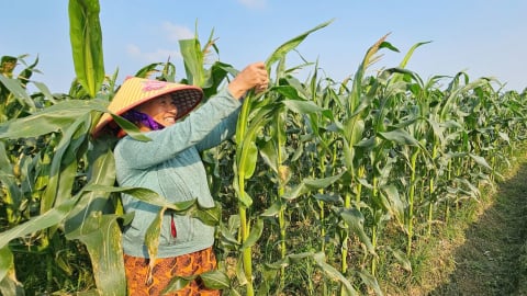 Làm 3 vụ mỗi năm, nâng thu nhập lên 200 triệu đồng/ha