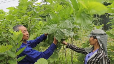 Bảo Yên mục tiêu mở rộng diện tích dâu tằm lên 400ha