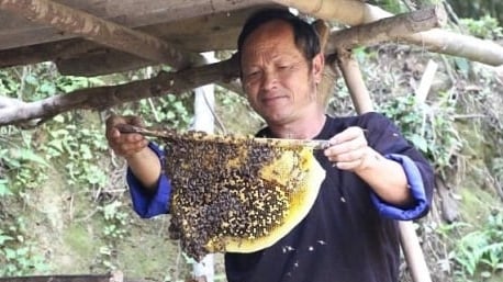 Mật ong Mù Cang Chải, ngọt thơm hương vị hoa rừng