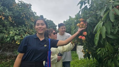Sẵn sàng đón du khách trải nghiệm mùa vải chín ở Tân Yên