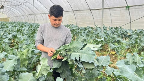 Người 'trung thực với đất và kể chuyện về những luống rau'