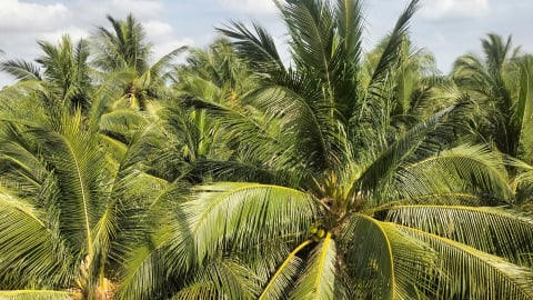 Dừa Bến Tre thoát 'bóng ma' sâu đầu đen