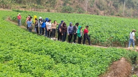 Trồng dâu nuôi tằm mở cánh cửa sinh kế bền vững cho bà con vùng cao