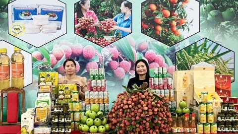 Thị xã Chũ chi 1,4 tỷ đồng quảng bá, xúc tiến tiêu thụ vải thiều