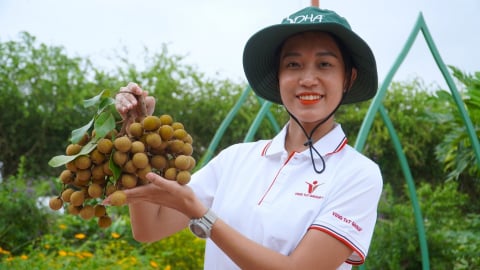 Thanh nhãn xây dựng thương hiệu ‘King Longans’ ở Hoa Kỳ và Australia