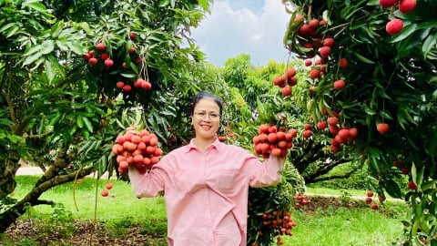 Sôi động, hấp dẫn du lịch nông nghiệp 'Chũ mùa vải chín'