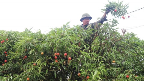 Thông quan mở lối, vải thiều thêm đường đi xa
