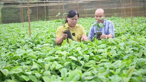 Giống tốt, yếu tố sống còn đảm bảo hiệu quả trồng cà phê