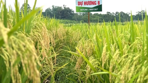 Giống lúa Dự Hương 8 và VNR88 năng suất cao, gạo thơm ngon