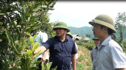 ‘Mở khóa’ cho doanh nghiệp để gỡ khó cho cây mắc ca