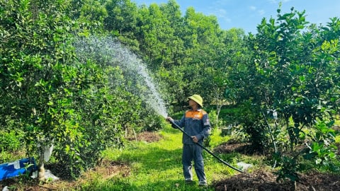 Nông dân tìm cách 'giải nhiệt' cho cây ăn quả