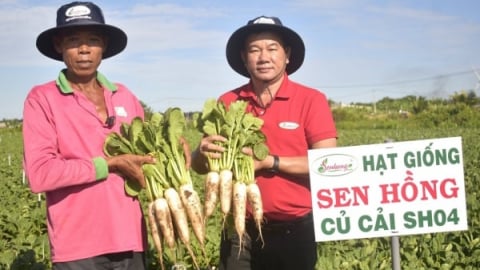Trồng màu thu nhập 500 triệu đồng/năm nhờ nhạy bén sử dụng giống mới
