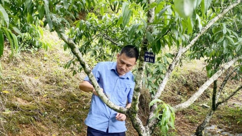 Lào Cai công nhận 5 vườn đầu dòng cây ăn quả ôn đới