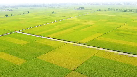 Vinaseed và Quế Lâm hợp lực làm lúa hữu cơ