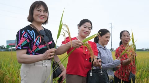 Nông dân khen giống lúa của Vinaseed 'chưa bao giờ thấy lúa đẹp thế này'