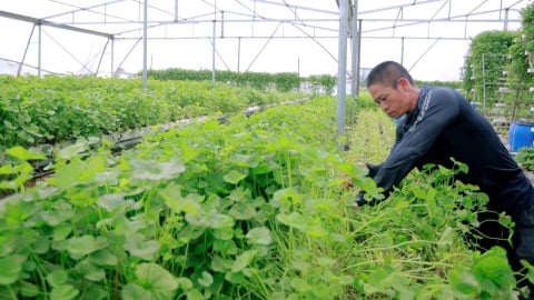 Trồng rau má thủy canh, thu nhập 50 triệu đồng mỗi tháng