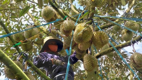 Cây ăn quả, trụ cột mới của nông nghiệp Đắk Nông