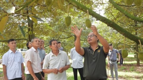 Trang trại sầu riêng công nghệ cao lớn nhất tỉnh Bình Phước